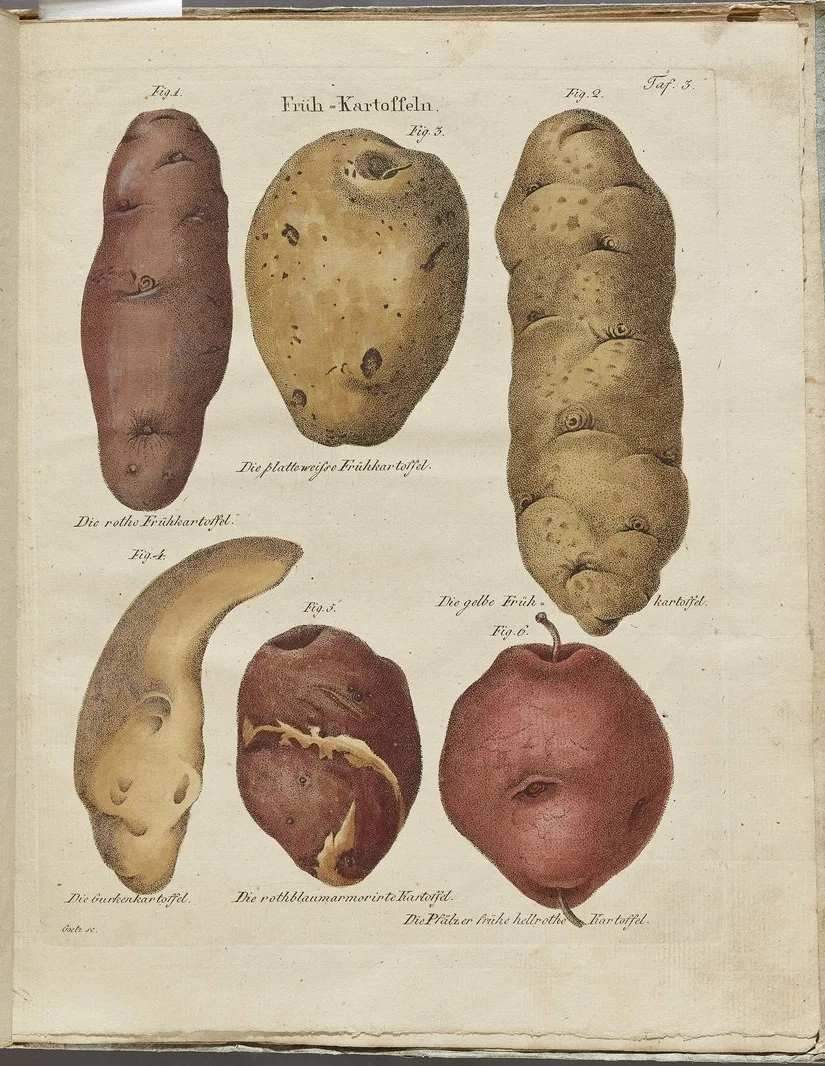 Carl Wilhelm Ernst Putsche, Versuch einer Monographie der Kartoffeln, Tafel 3 Die Frühkartoffel, Weimar, 1819
